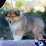 Goody-male-Rough-Collie-puppy-for-sale-1