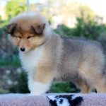 Goody-male-Rough-Collie-puppy-for-sale-2