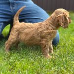 Janka female Cockapoo puppy for sale01