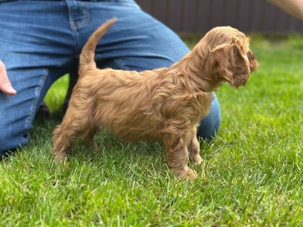 Janka Cockapoo Janka Cockapoo