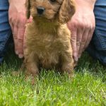 Janka female Cockapoo puppy for sale02