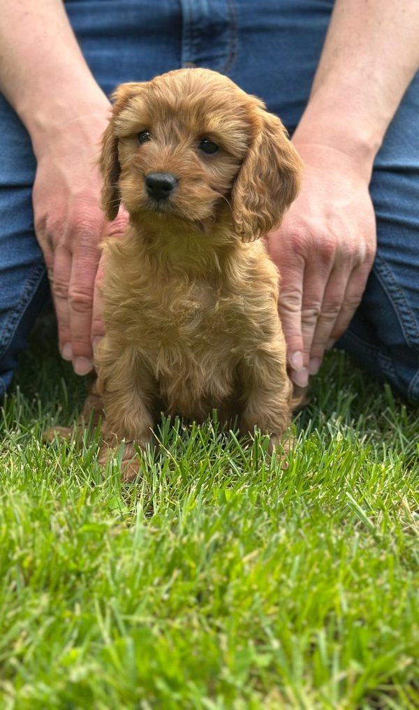 Janka Cockapoo Janka Cockapoo