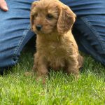 Janka female Cockapoo puppy for sale03