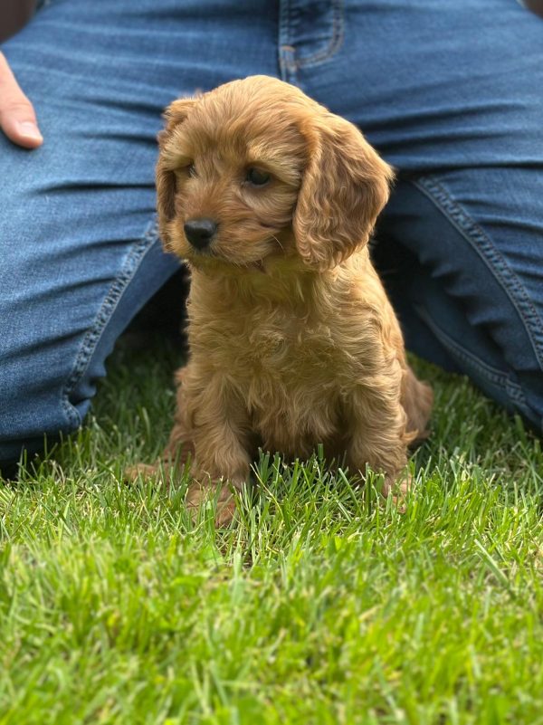 Janka Cockapoo Janka Cockapoo