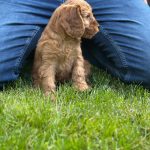 Janka female Cockapoo puppy for sale04