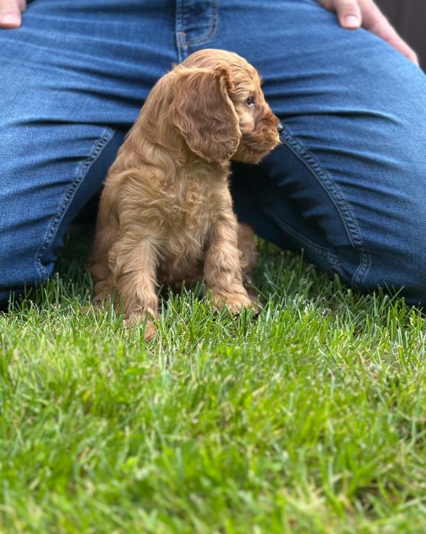 Janka Cockapoo Janka Cockapoo