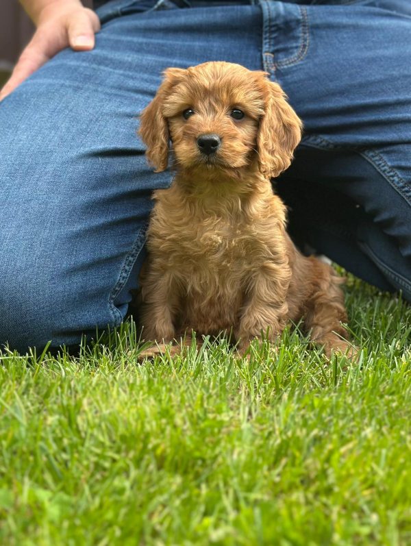 Janka Cockapoo Janka Cockapoo