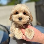 Kio-male-Maltipoo-puppy-for-sale-1