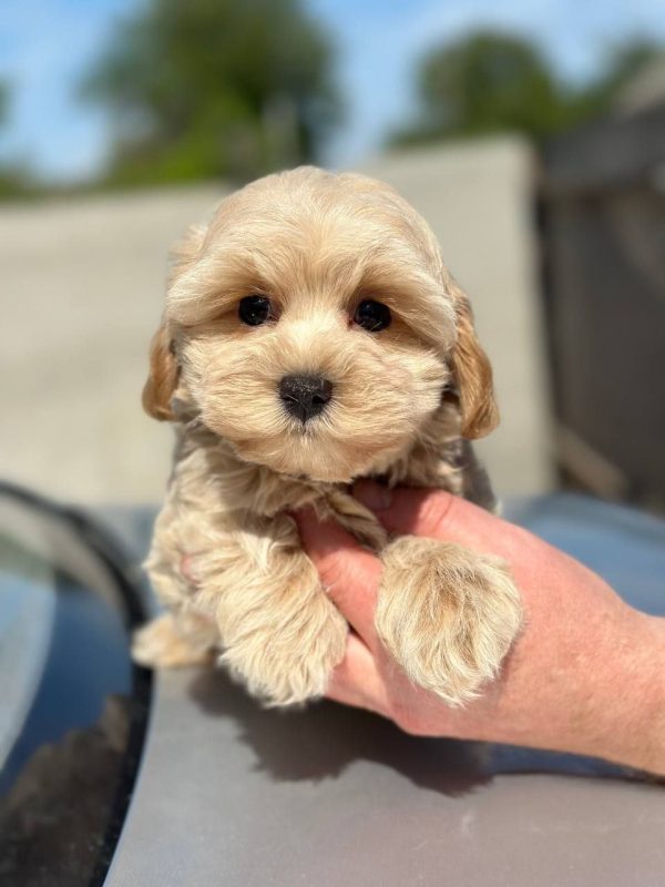 Kio Maltipoo Kio Maltipoo