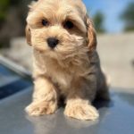 Kio-male-Maltipoo-puppy-for-sale-2