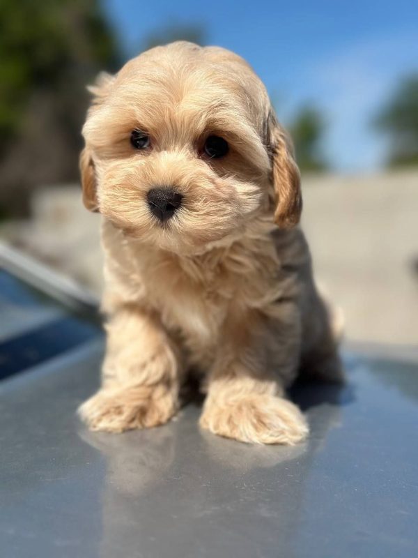 Kio Maltipoo Kio Maltipoo