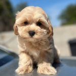 Kio-male-Maltipoo-puppy-for-sale-3