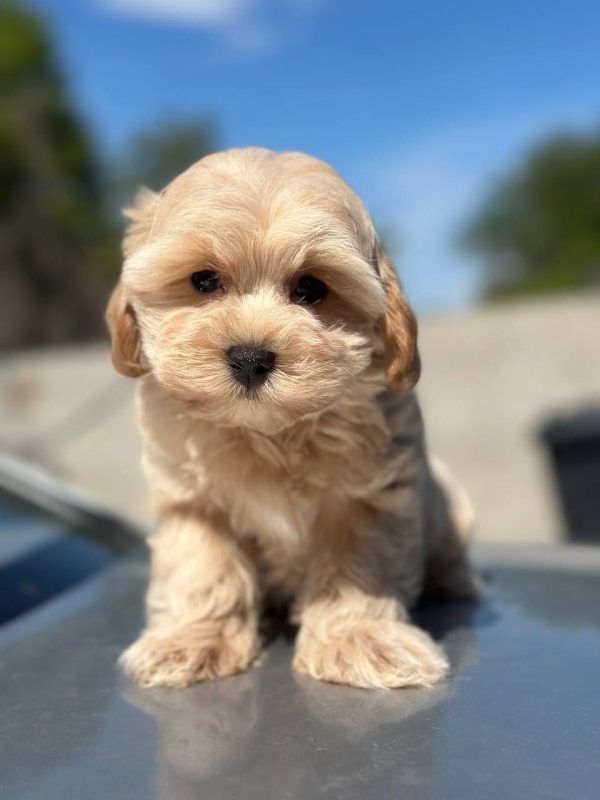 Kio Maltipoo Kio Maltipoo