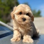Kio-male-Maltipoo-puppy-for-sale-4