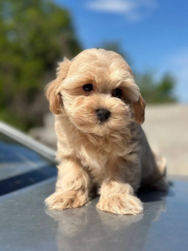 Kio Maltipoo Kio Maltipoo