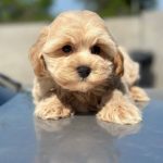 Kio-male-Maltipoo-puppy-for-sale-5