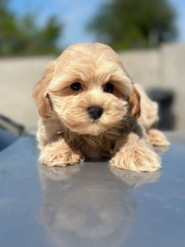 Kio Maltipoo Kio Maltipoo