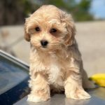 Kissa-female- Maltipoo-puppy-for-sale-1
