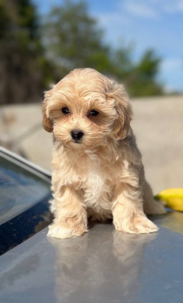 Kissa Maltipoo
