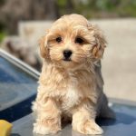 Kissa-female- Maltipoo-puppy-for-sale-2