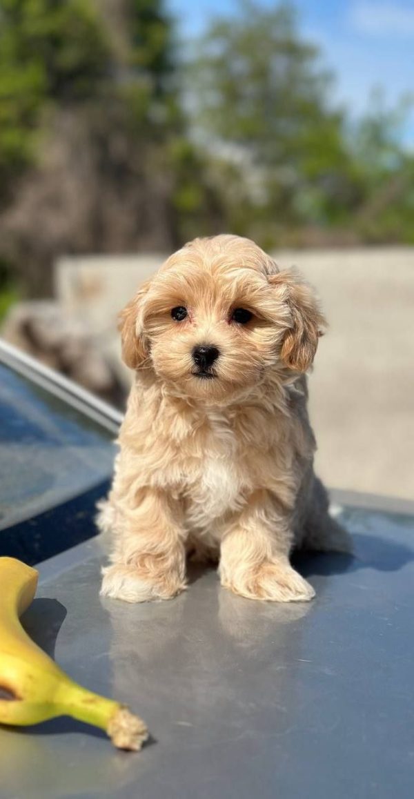 Kissa Maltipoo