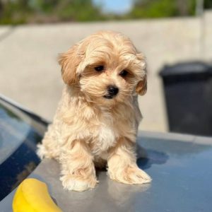Kissa Maltipoo Kissa Maltipoo