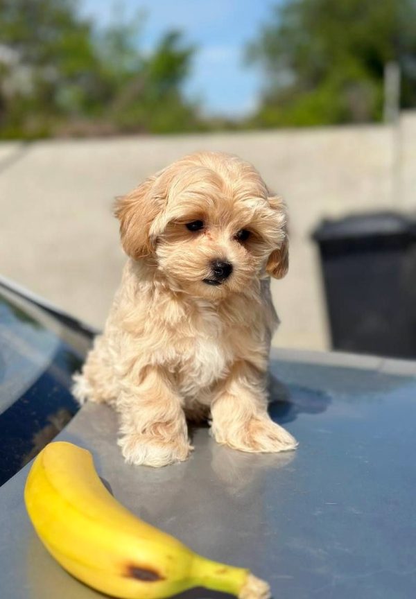 Kissa Maltipoo