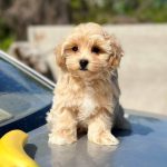 Kissa-female- Maltipoo-puppy-for-sale-4