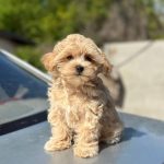 Kosha-female- Maltipoo-puppy-for-sale-1