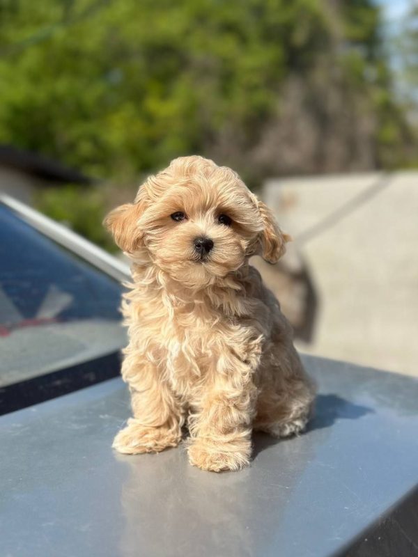 Kosha Maltipoo Kosha Maltipoo