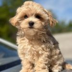 Kosha-female- Maltipoo-puppy-for-sale-2