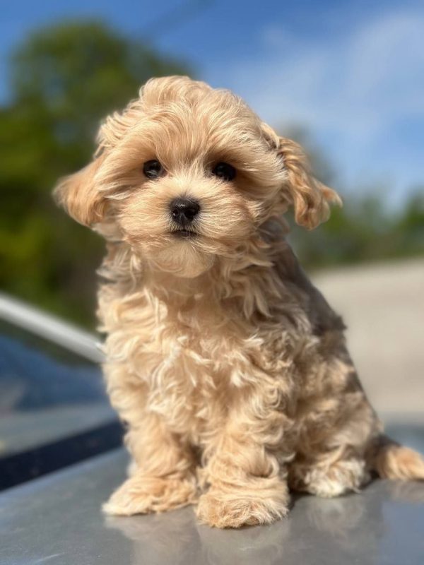 Kosha Maltipoo Kosha Maltipoo