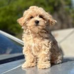 Kosha-female- Maltipoo-puppy-for-sale-3