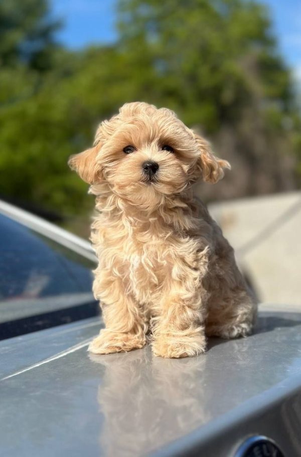 Kosha Maltipoo Kosha Maltipoo