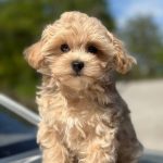 Kosha-female- Maltipoo-puppy-for-sale-4