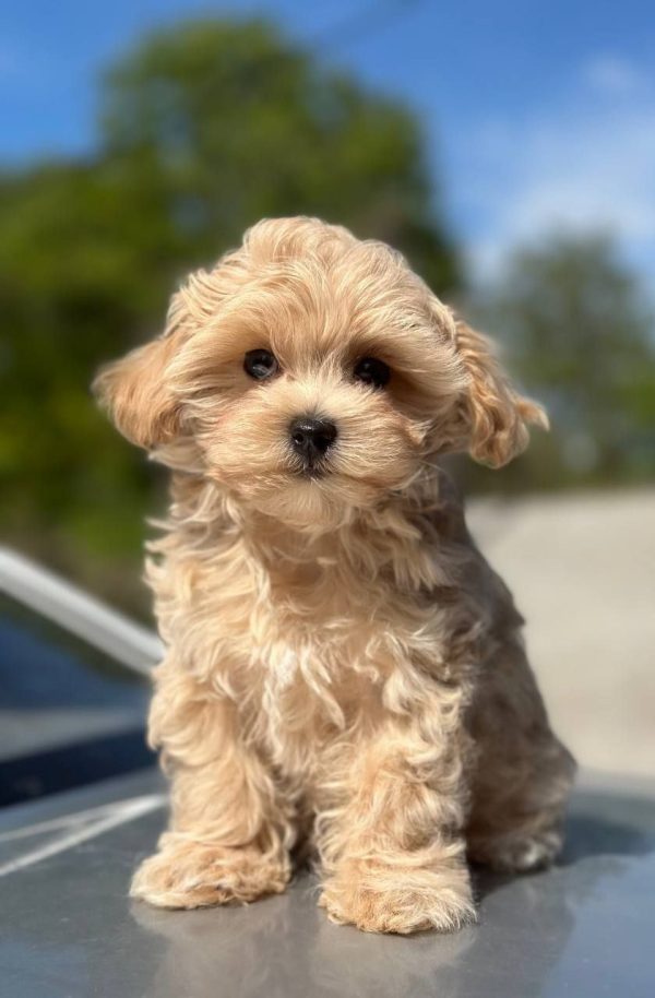 Kosha Maltipoo Kosha Maltipoo