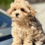 Kosha-female- Maltipoo-puppy-for-sale-5