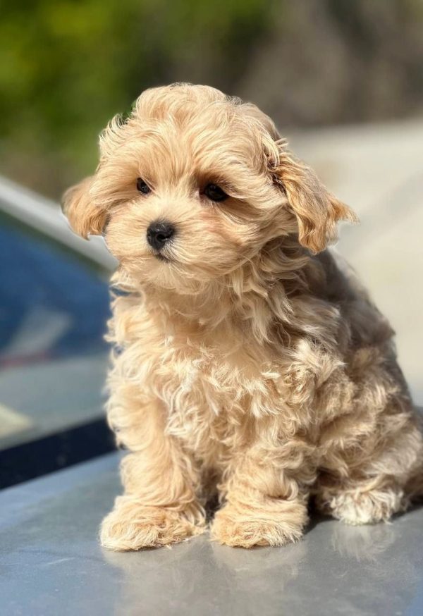 Kosha Maltipoo Kosha Maltipoo