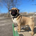 Magnatic-male-Pug-puppy-for-sale-1