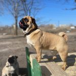Magnatic-male-Pug-puppy-for-sale-2
