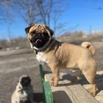 Magnatic-male-Pug-puppy-for-sale-3