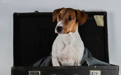 Major-male-jack-russell-terrier-puppy-for-sale-1-2-1024x684