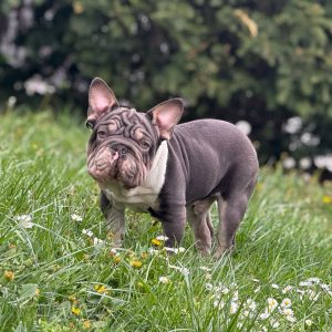 Marquis Big Rope French Bulldog Marquis Big Rope French Bulldog