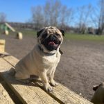 Mr-Minister-male-Pug-puppy-for-sale-1