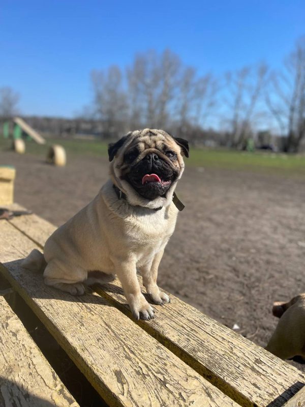 Mr.Minister Pug Mr.Minister Pug