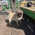 Mr-Minister-male-Pug-puppy-for-sale-2