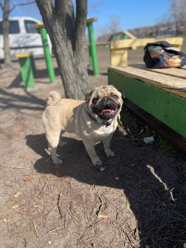 Mr.Minister Pug Mr.Minister Pug