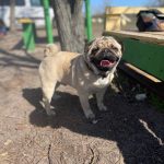 Mr-Minister-male-Pug-puppy-for-sale-3