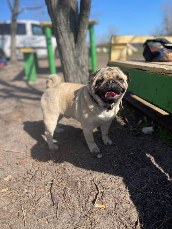 Mr.Minister Pug Mr.Minister Pug