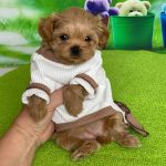 Quincy-female-Maltipoo-puppy-for-sale-1